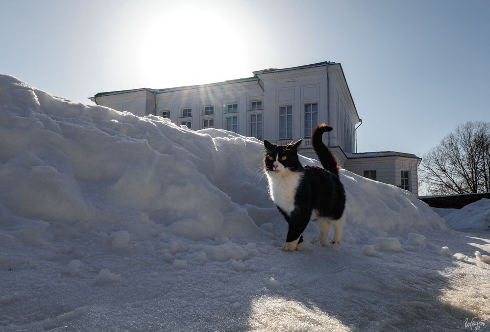 Коты из Богородицкого дворца-музея