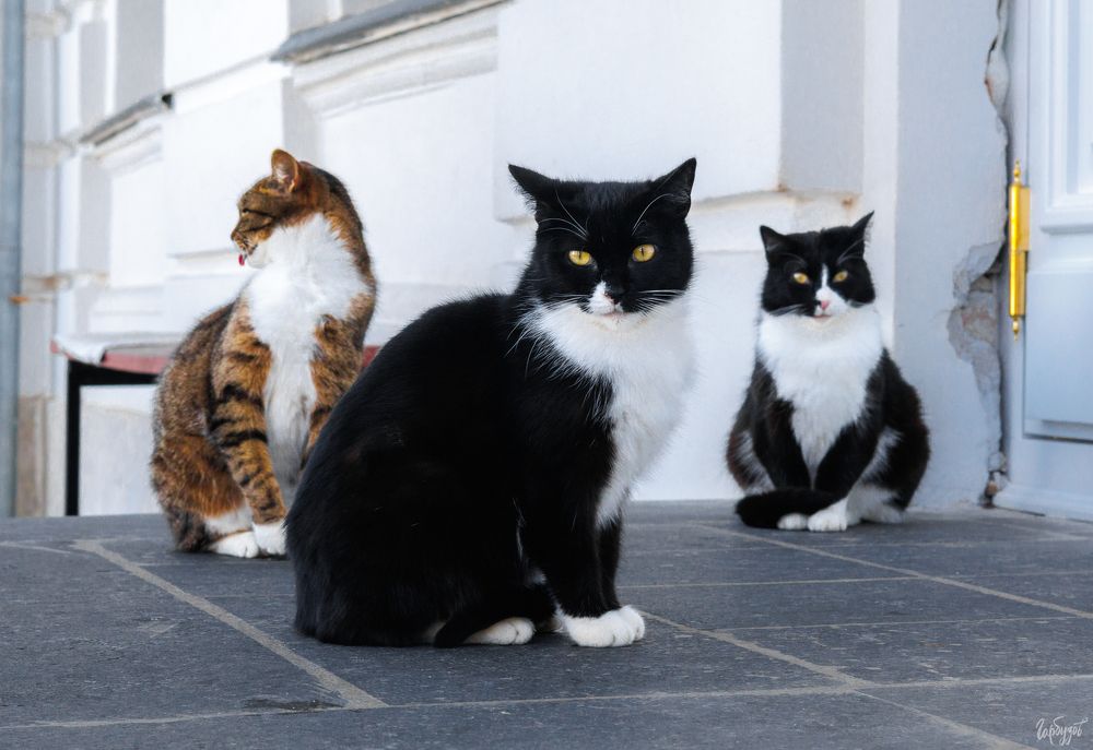 Коты из Богородицкого дворца-музея