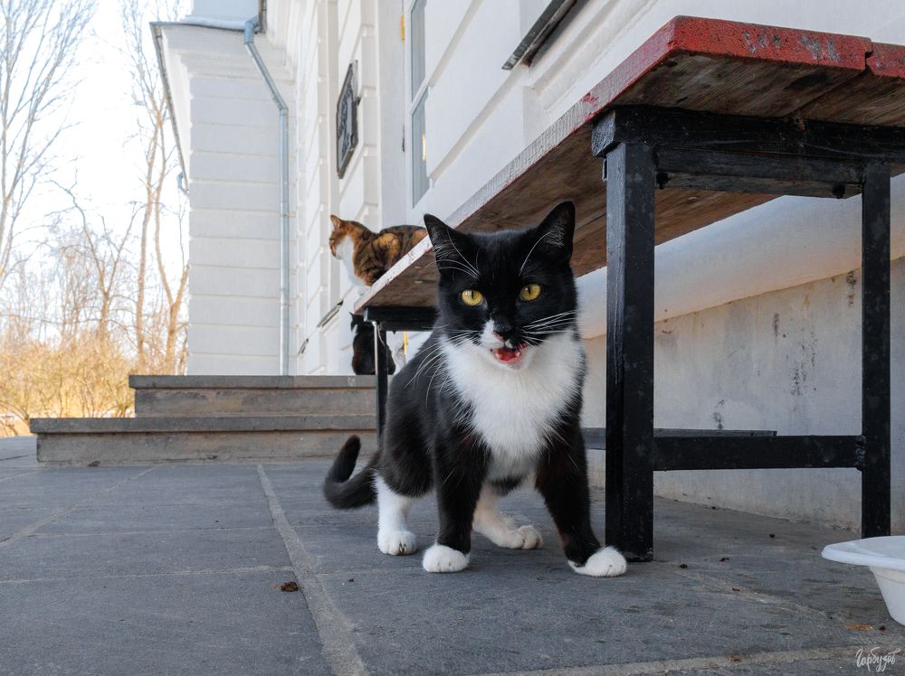 Коты из Богородицкого дворца-музея