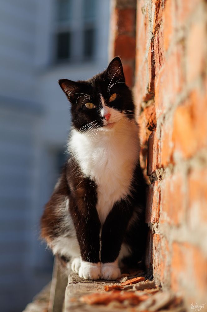 Коты из Богородицкого дворца-музея