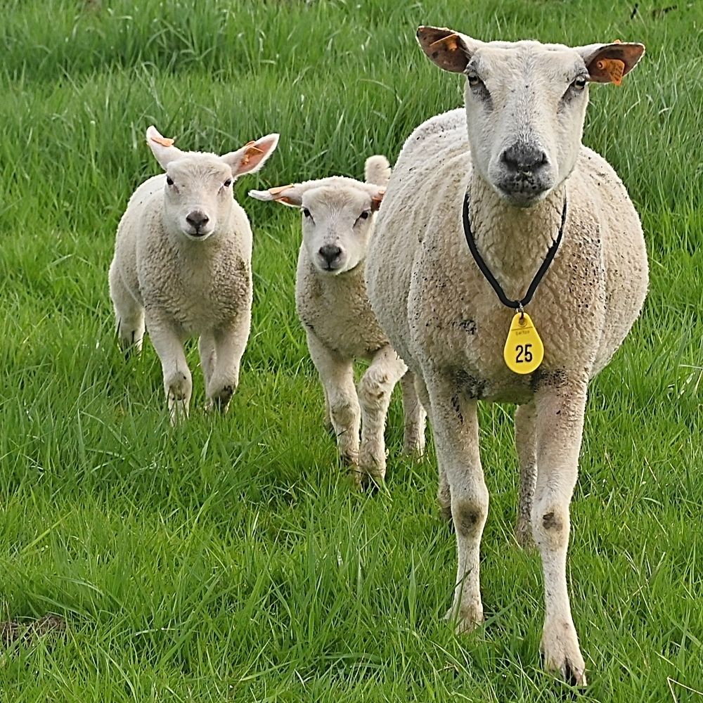 Sheep in the spring.
