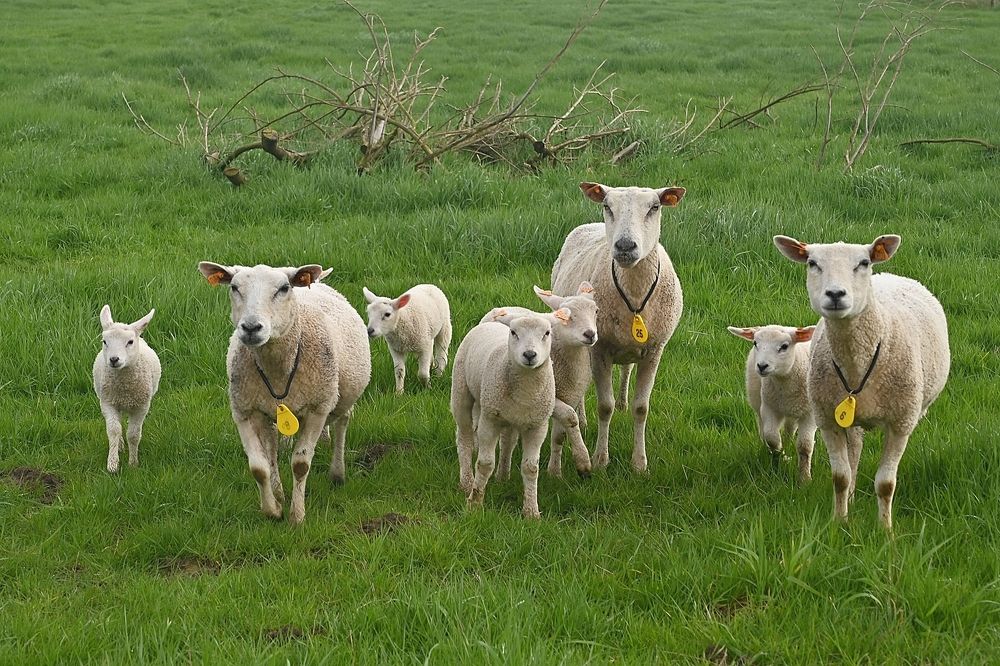 Sheep in the spring.