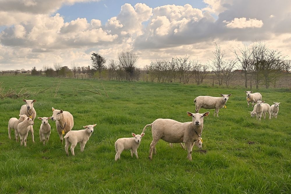 Sheep in the spring.