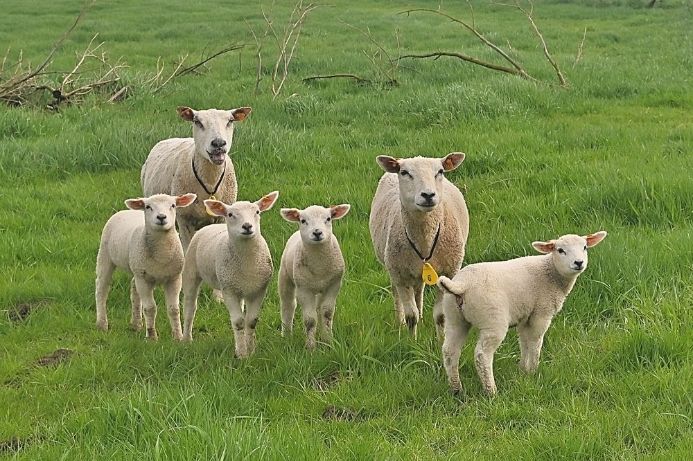 Sheep in the spring.