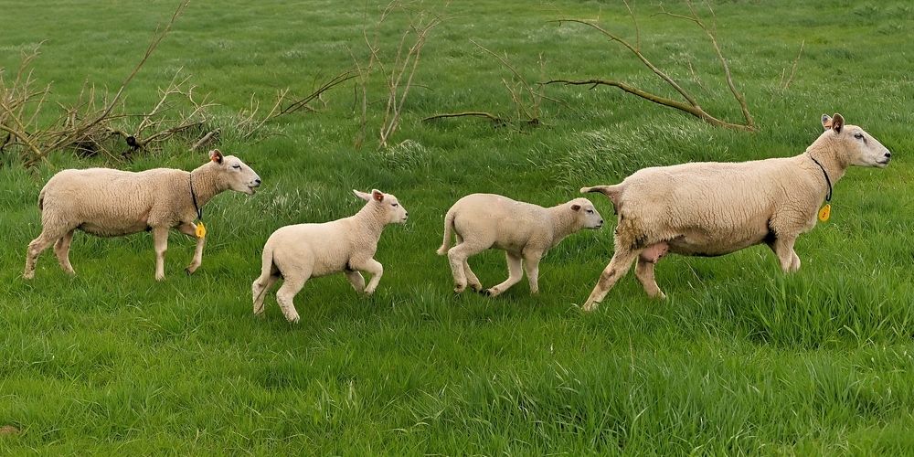 Sheep in the spring.