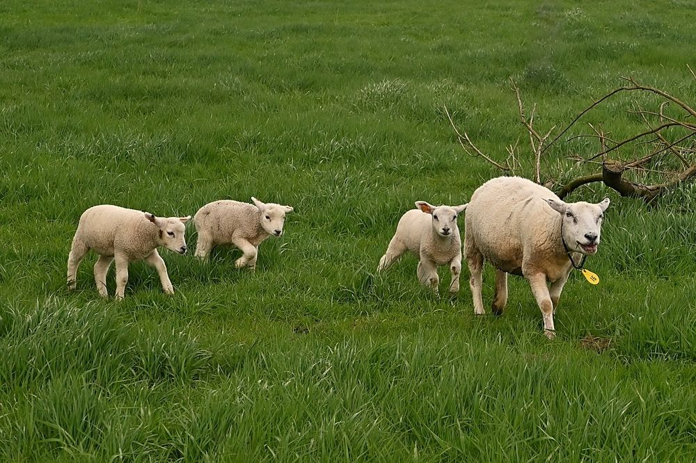 Sheep in the spring.
