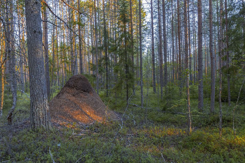 В лесу.