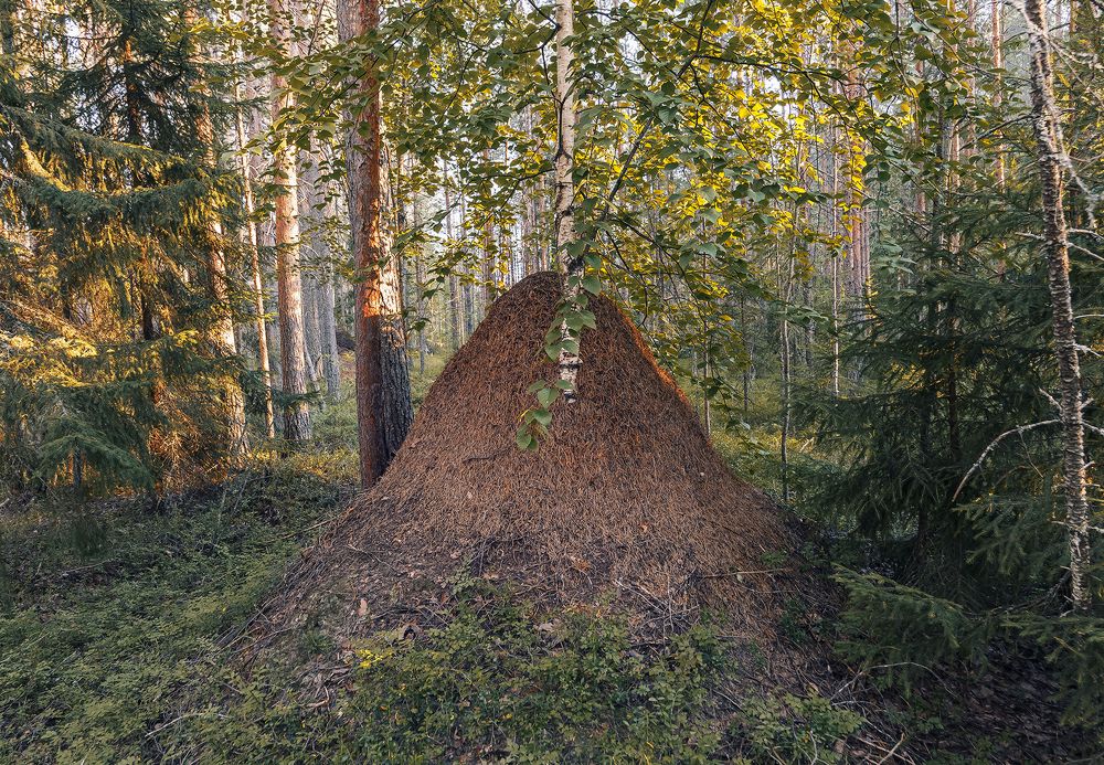 В лесу.