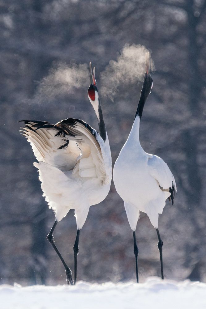 Music in Motion