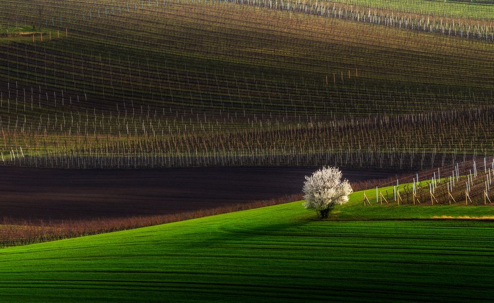 Spring