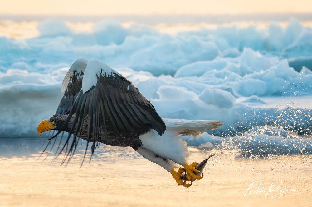 Steller&rsquo;s Sea-Eagle