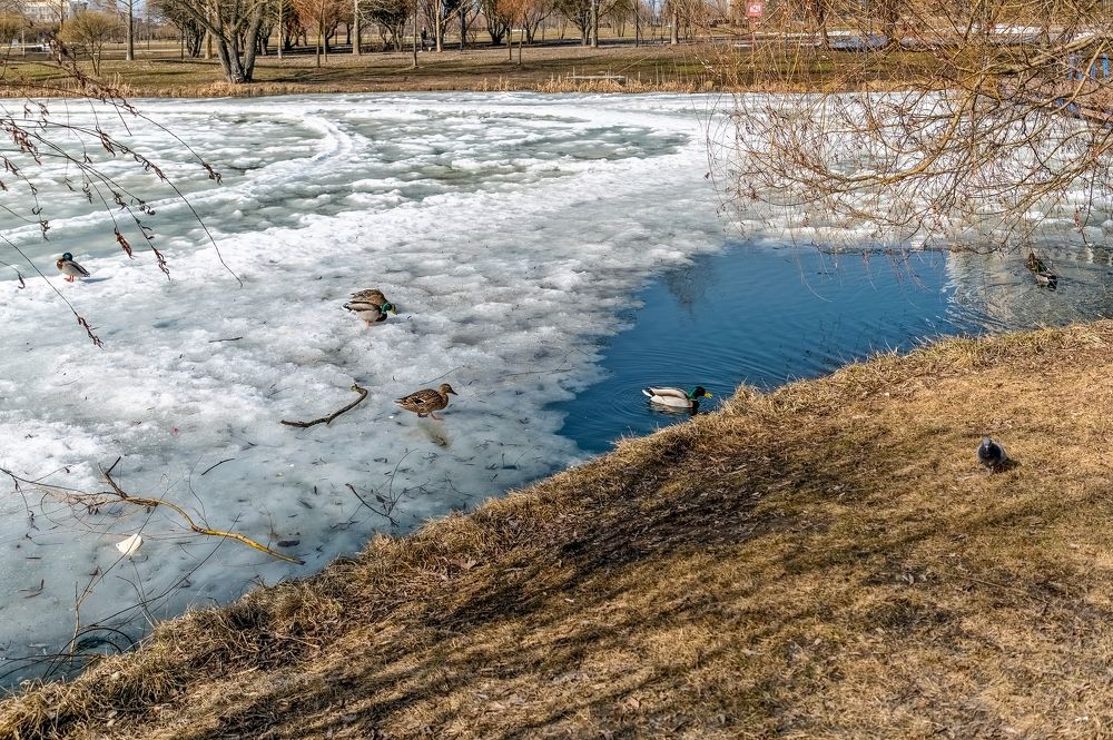 Апрель на городском пруду
