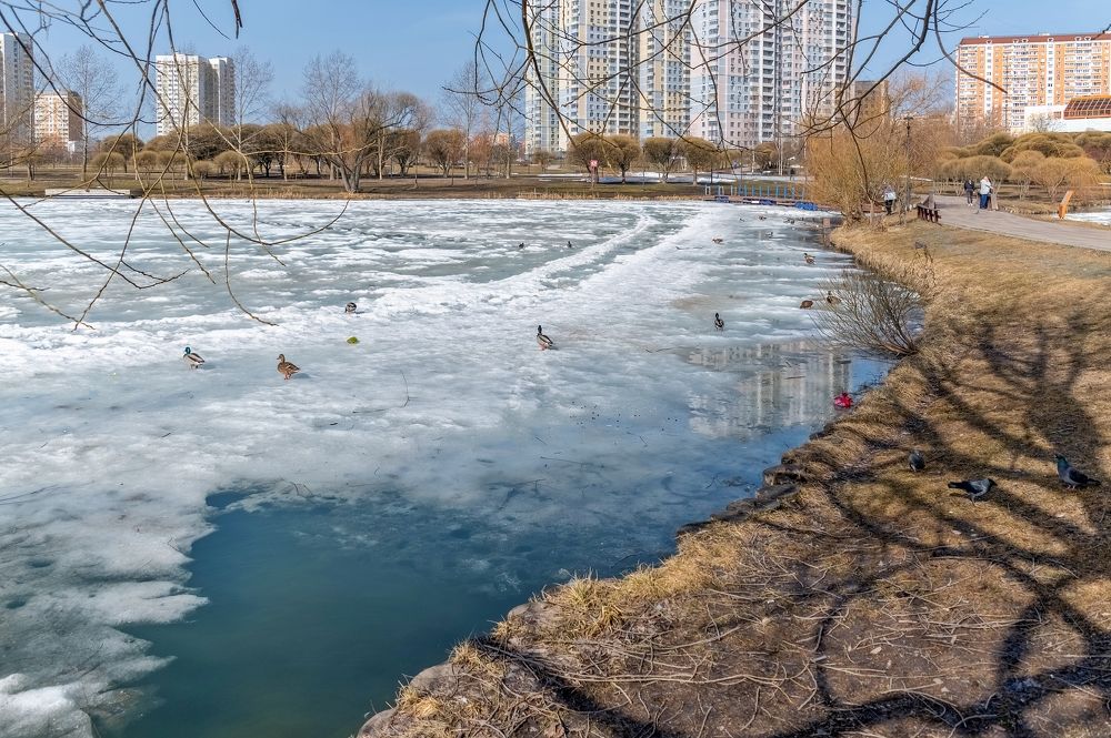 Апрель на городском пруду