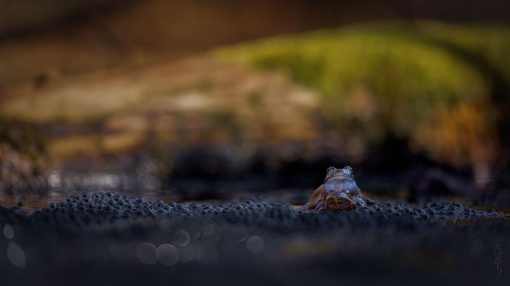 Photo 2626229