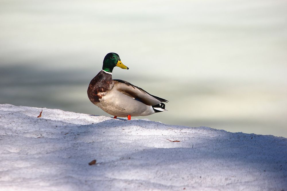 Кряквы (Anas platyrhynchos)