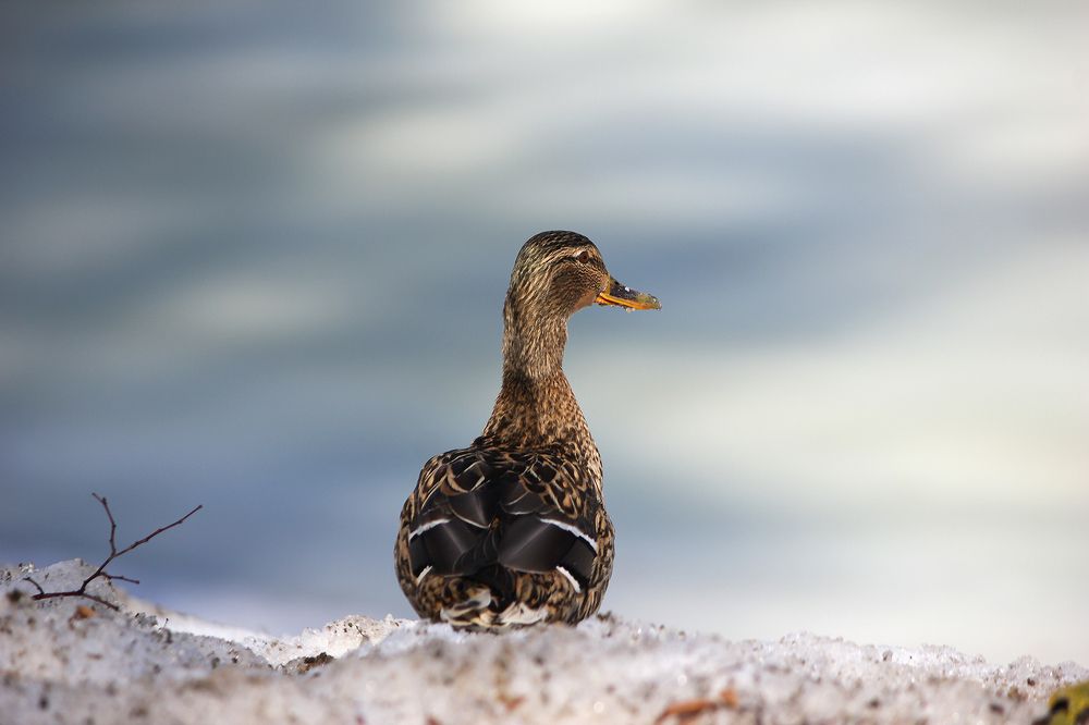 Кряквы (Anas platyrhynchos)