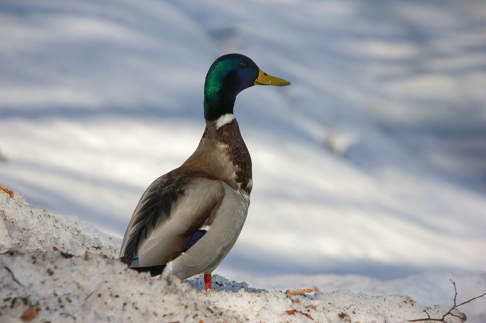 Кряквы (Anas platyrhynchos)
