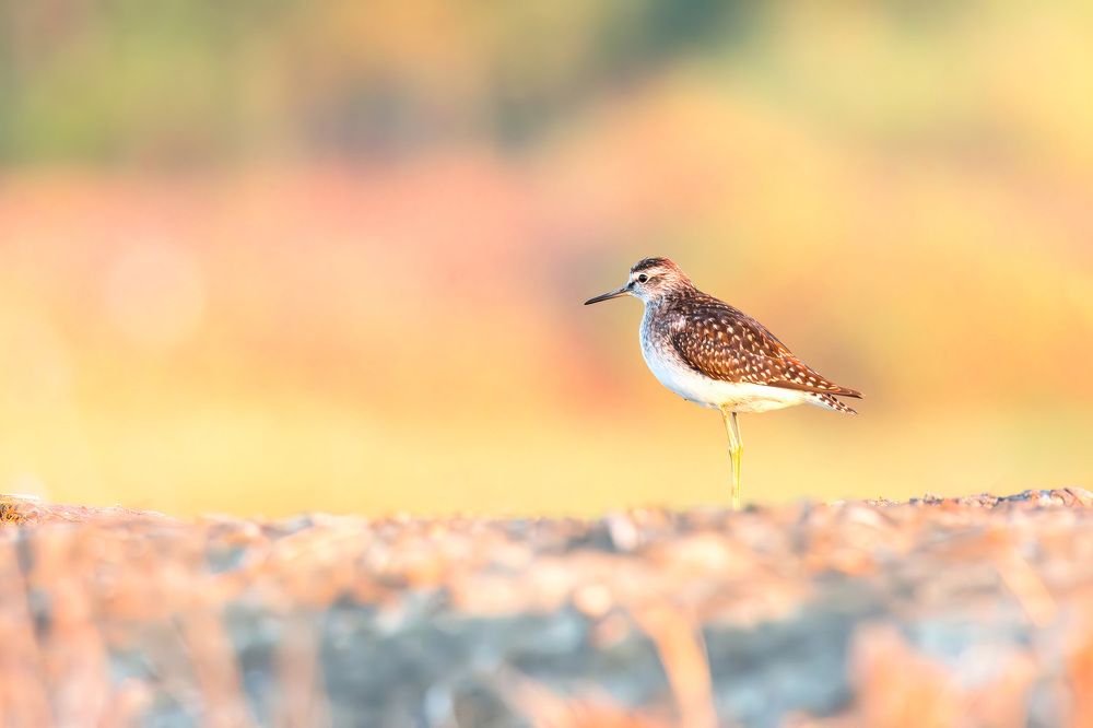 Photo 2626726