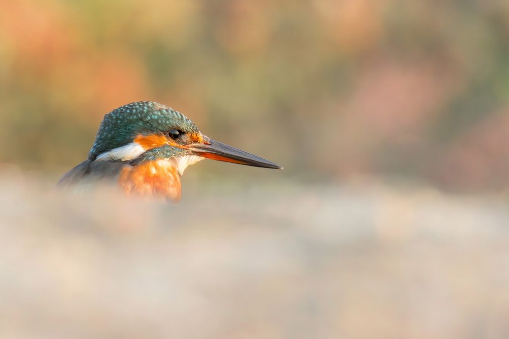 Photo 2626727