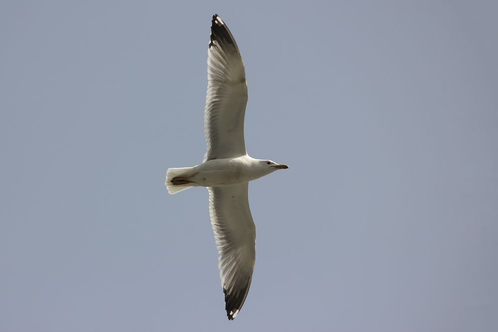Серебристые чайки (Larus argentatus).
