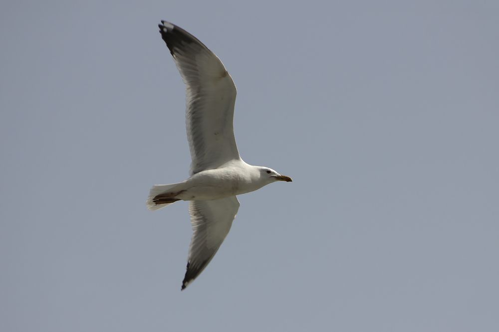 Серебристые чайки (Larus argentatus).