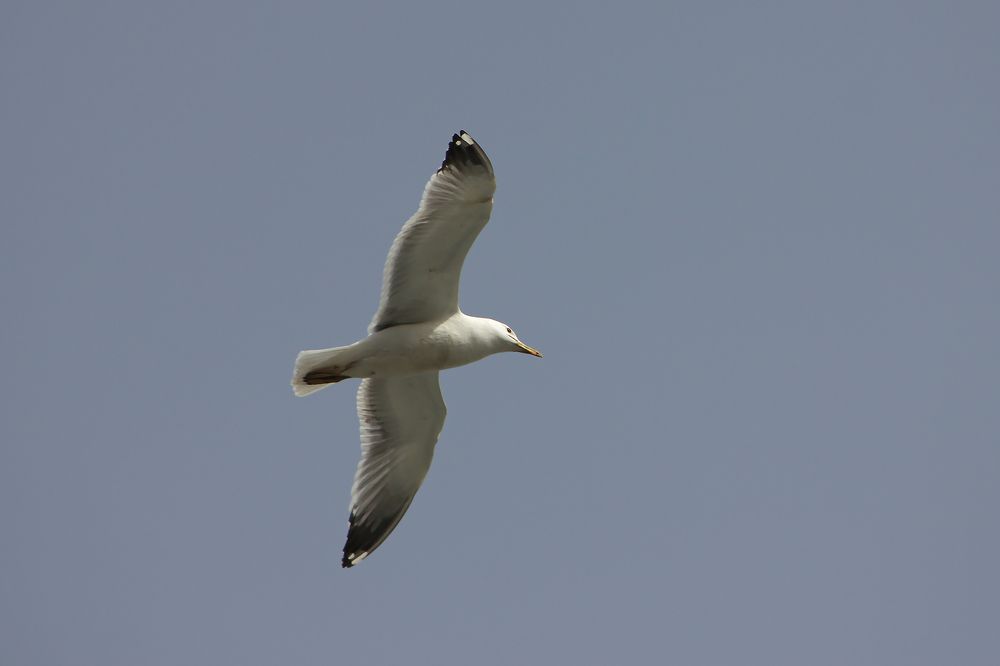 Серебристые чайки (Larus argentatus).