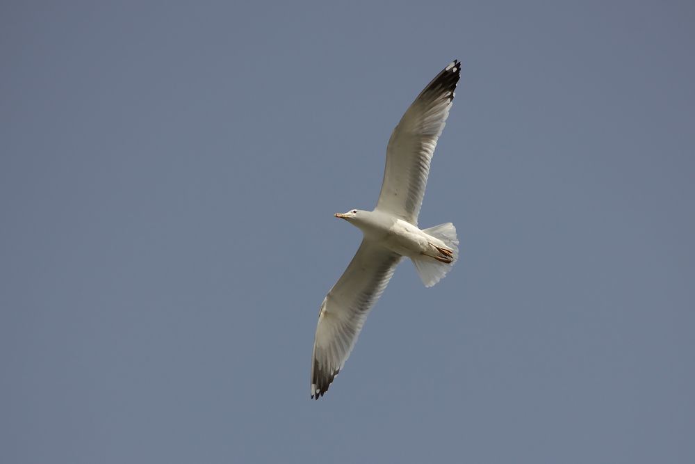 Серебристые чайки (Larus argentatus).