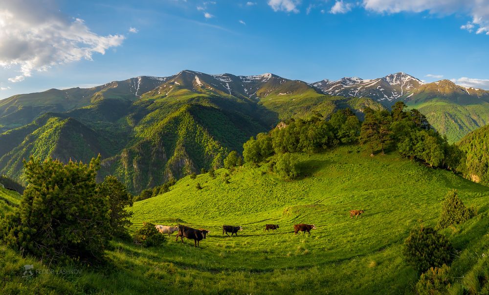 Майская зелень в горах Кавказа