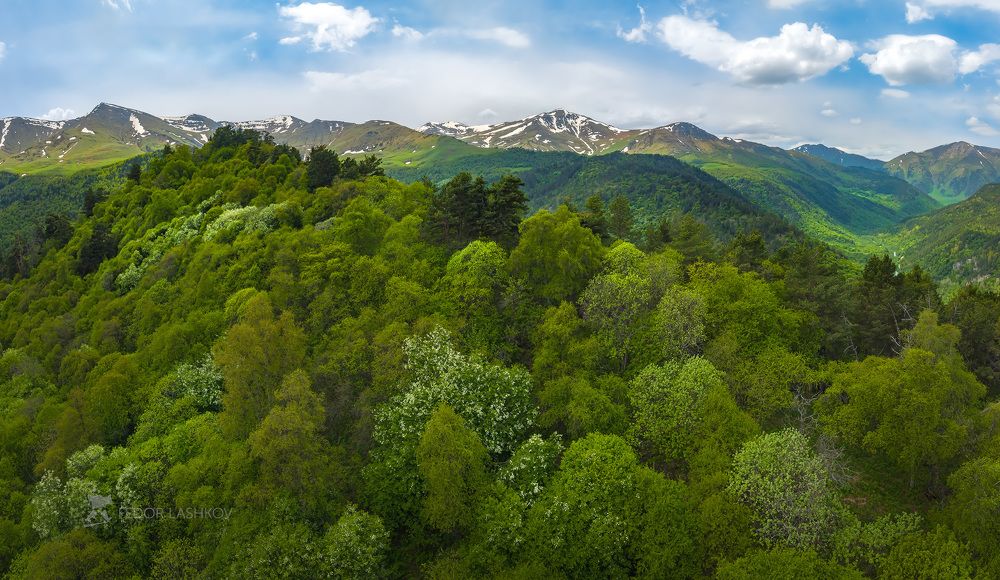 Майская зелень в горах Кавказа