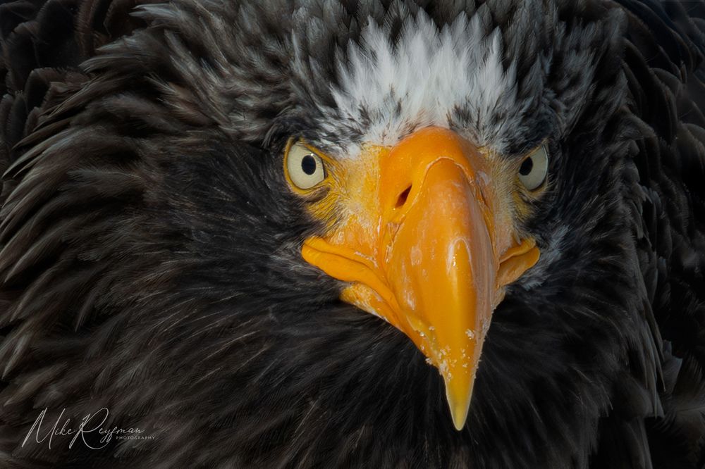 Steller&rsquo;s Sea-Eagle
