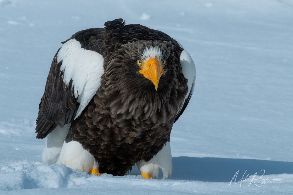Steller&rsquo;s Sea-Eagle