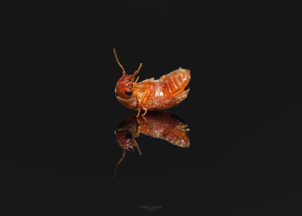 Lasioderma serricorne