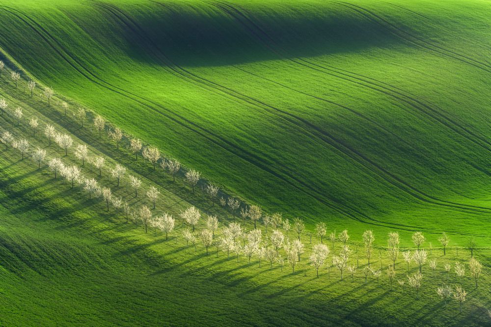 Spring in Moravia