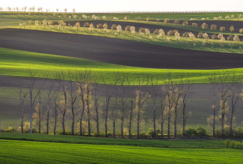 Spring in Moravia