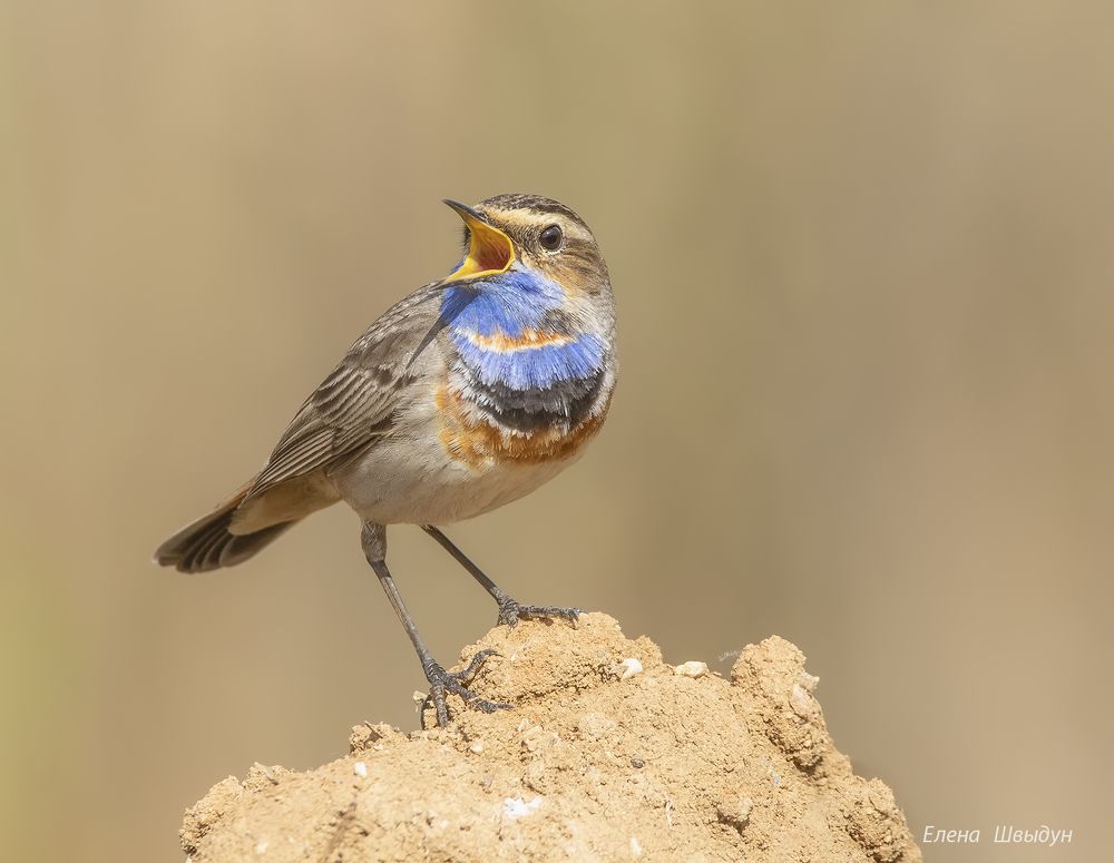 Blue throat