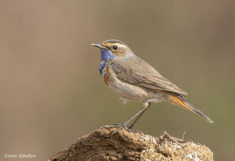 Blue throat