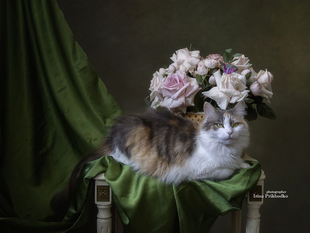 Котомодель Буся
