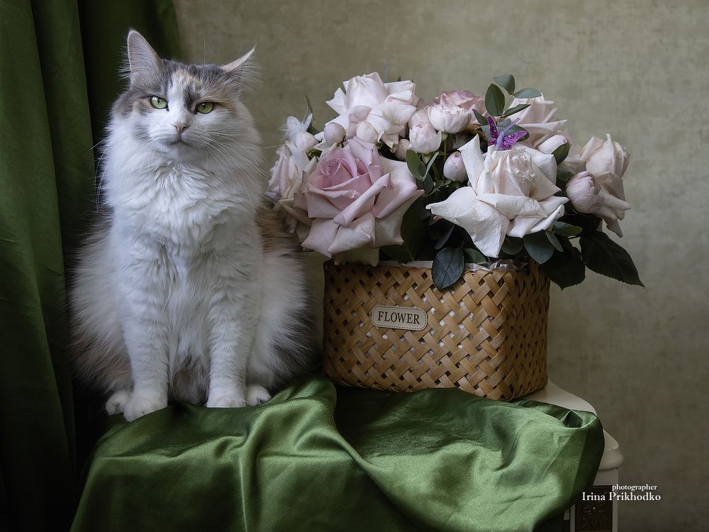 Котомодель Буся