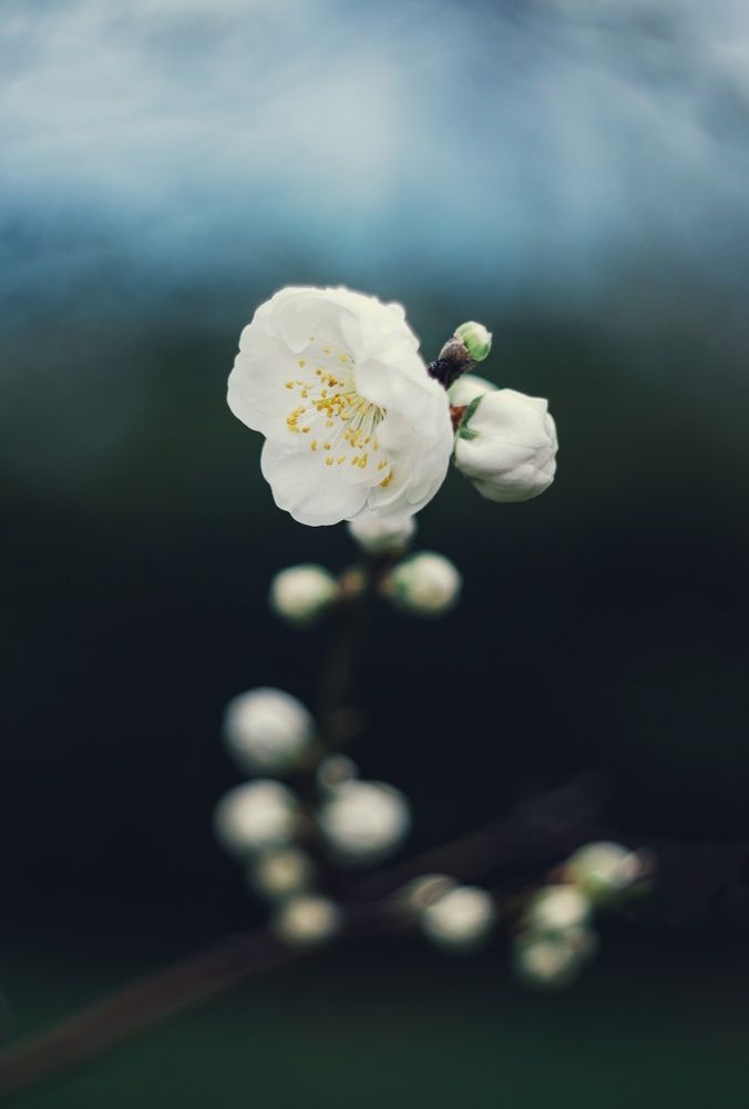 Весенняя явь.