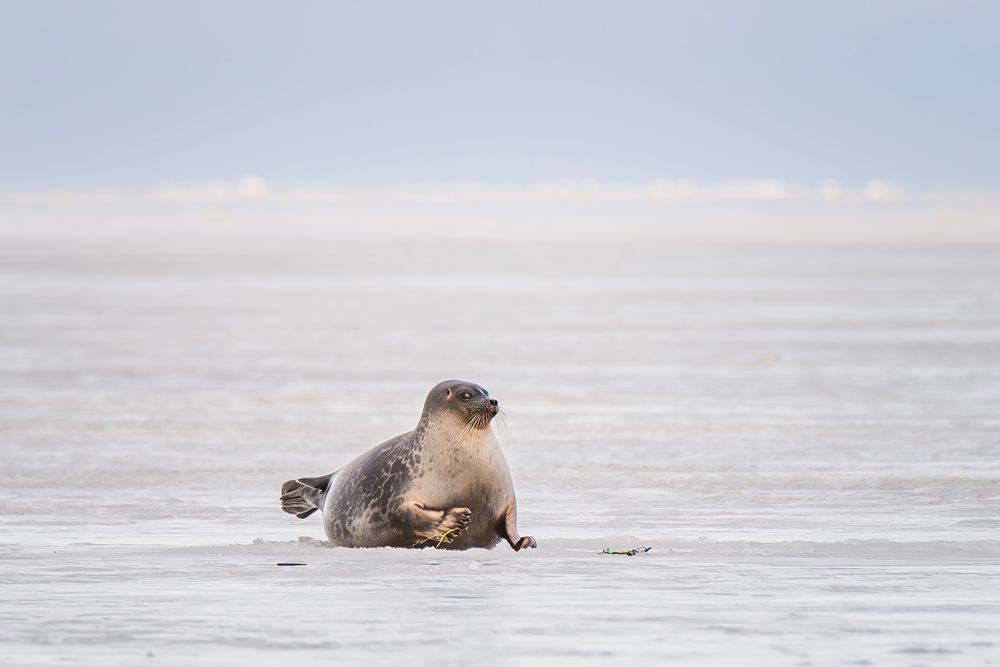 Тюлени на Белом море