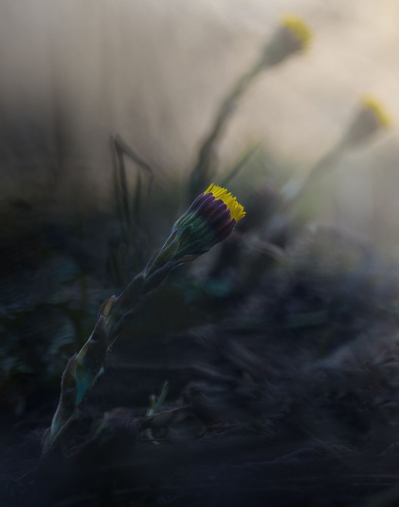 Photo 2629462