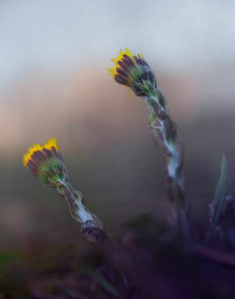 Photo 2629463