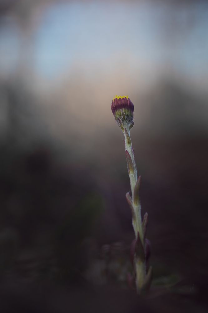 Photo 2629464