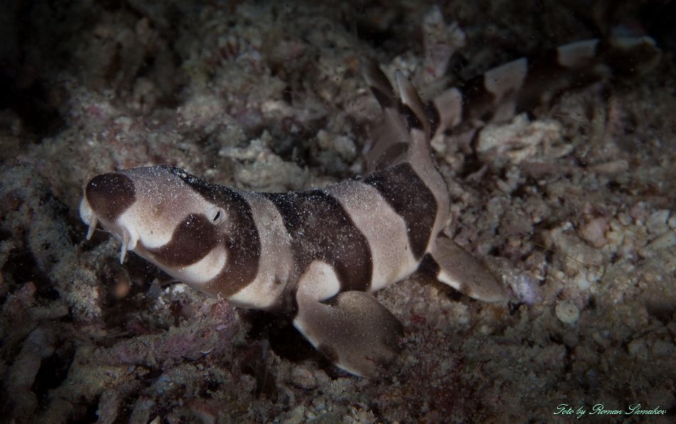 Bamboo shark