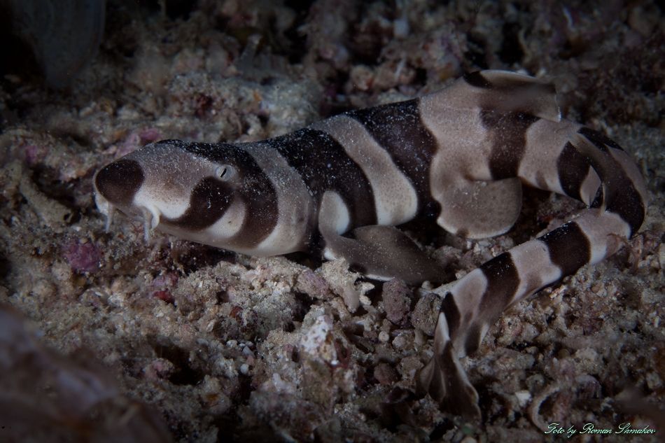 Bamboo shark