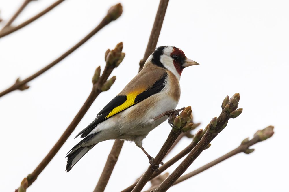 Щёголь - щегол