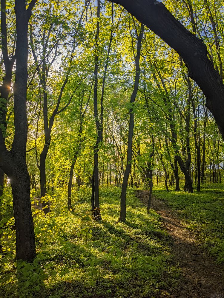 Тропинки Загородного парка