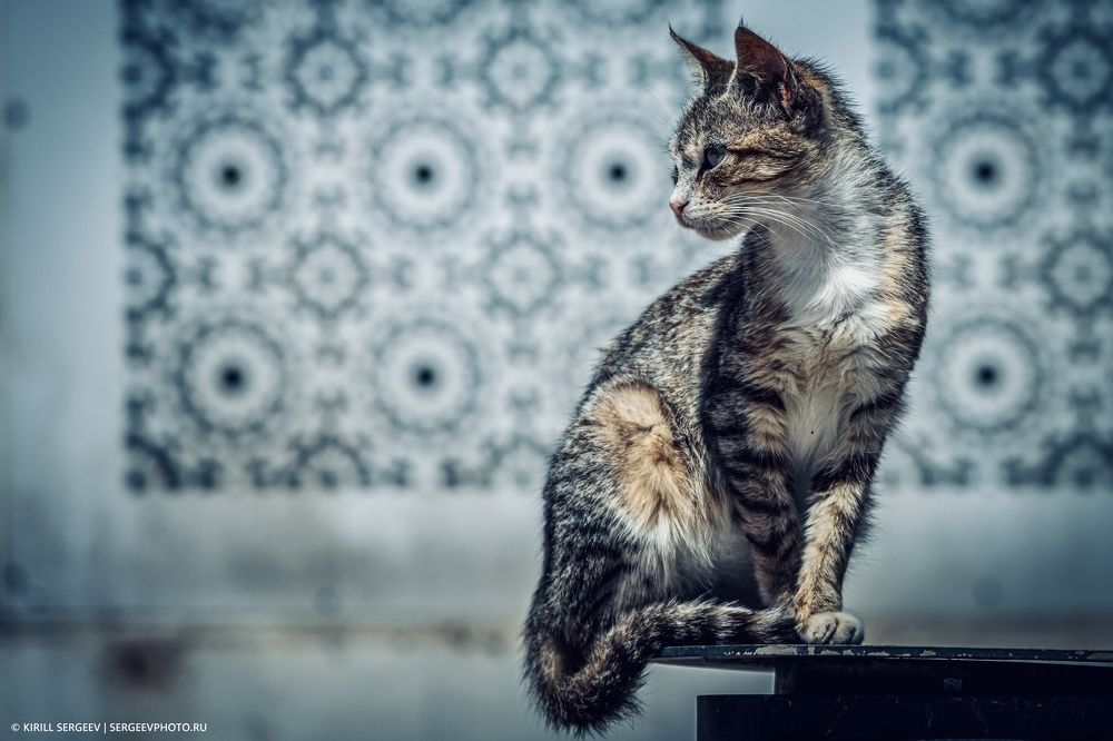 Хвостатые жители Синего города | Tailed residents of the Blue City