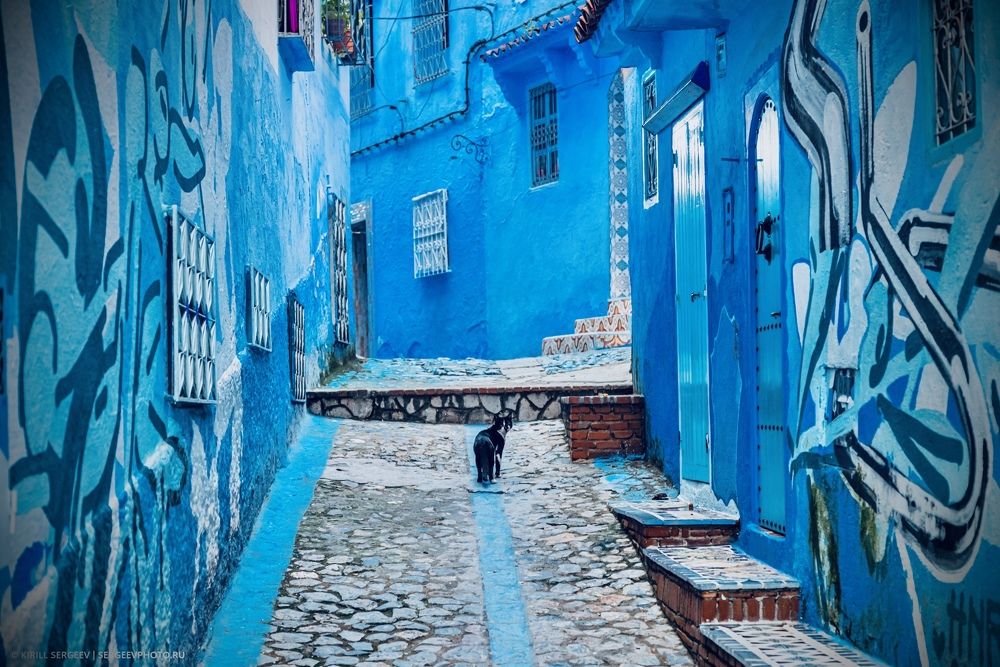 Хвостатые жители Синего города | Tailed residents of the Blue City