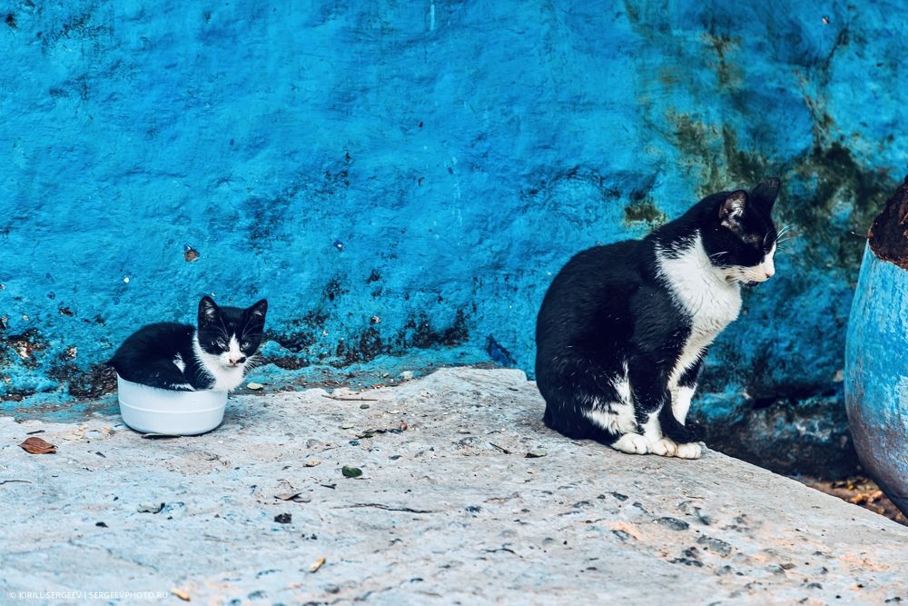 Хвостатые жители Синего города | Tailed residents of the Blue City